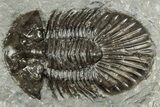 Detailed Scabriscutellum Trilobite - Morocco #359137-1